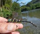 Macromia_splendens